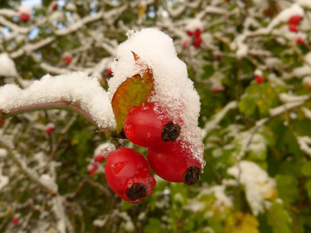 Nach dem ersten Frost sind Hagebutten noch süsser.
