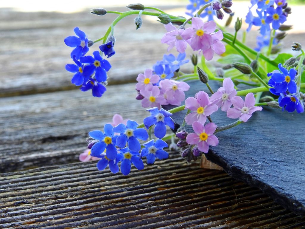 vergissmeinnicht-blumen-selbstversorger-essbare-blueten