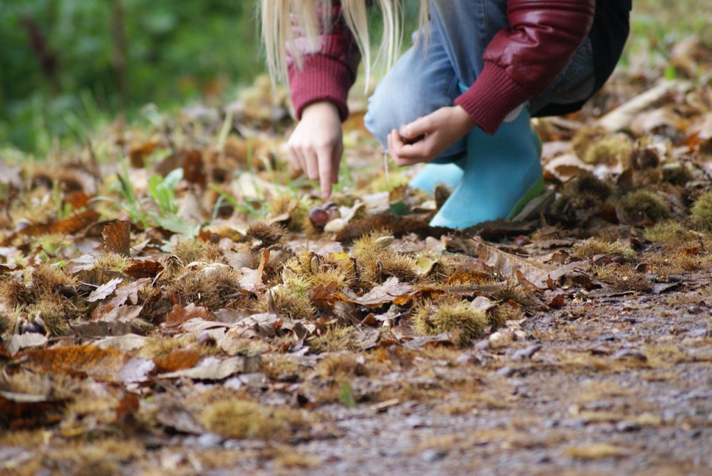 Die beste Zeit, um Maroni zu sammeln, ist der Altweibersommer